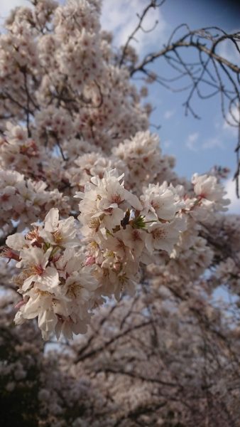 kounoburogusakura2019411